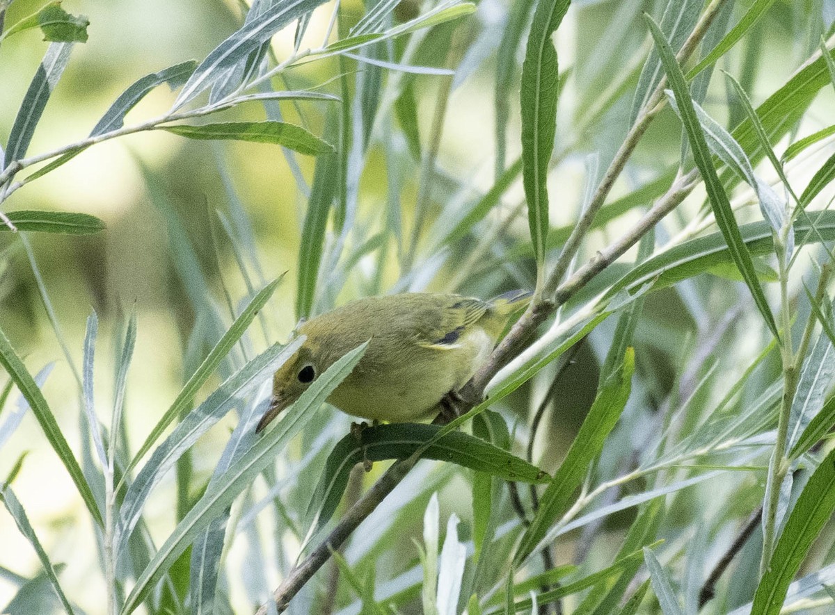 lesňáček zlatotemenný - ML640394671