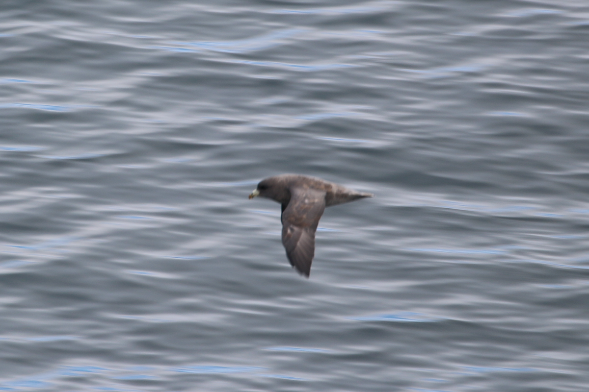 Northern Fulmar (Pacific) - ML640394684