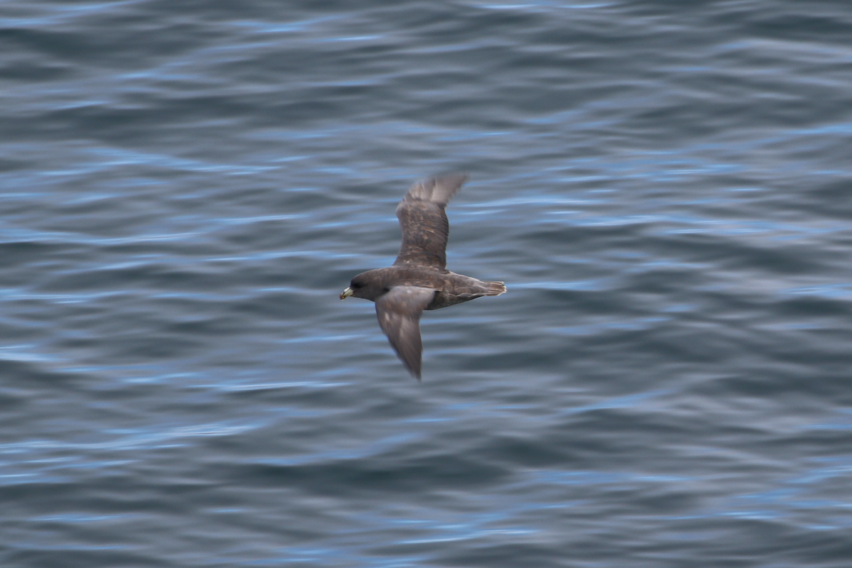 Northern Fulmar (Pacific) - ML640394687