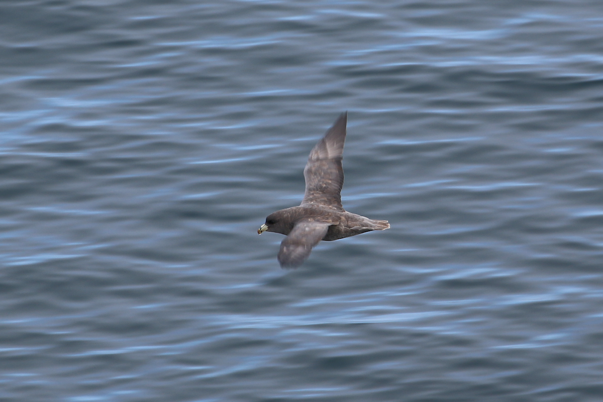 Northern Fulmar (Pacific) - ML640394688