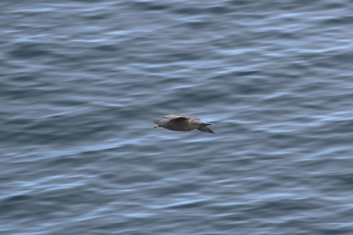 Northern Fulmar (Pacific) - ML640394689