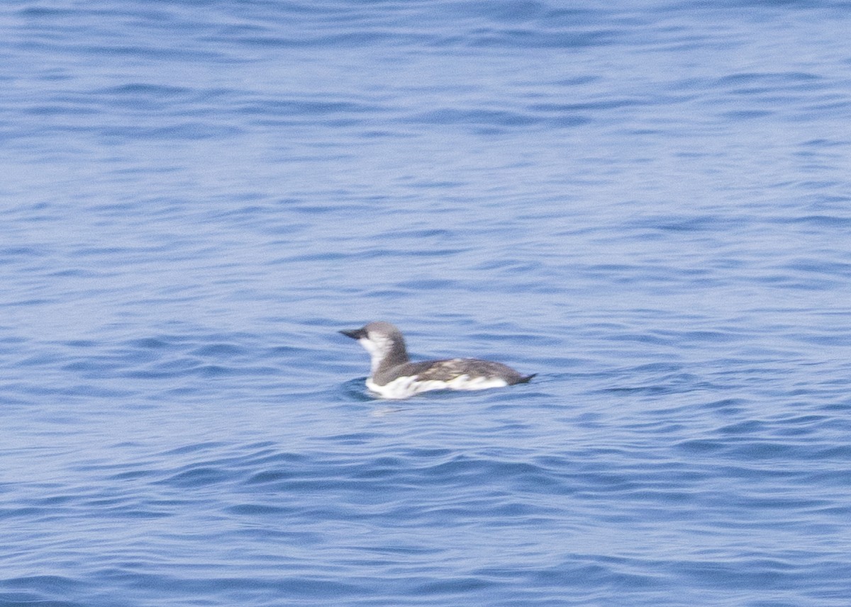 Common Murre - ML640394727