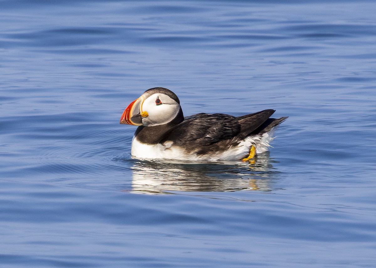 Atlantic Puffin - ML640394748