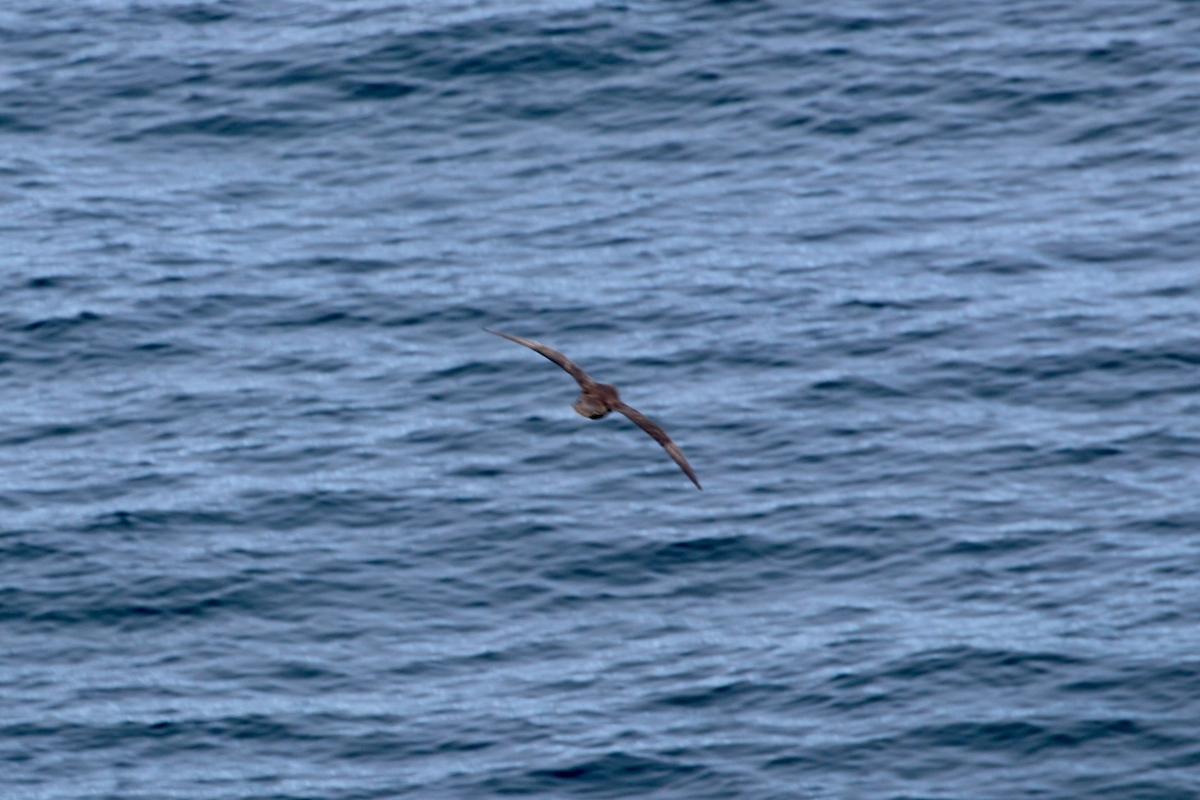 Northern Fulmar (Pacific) - ML640394766
