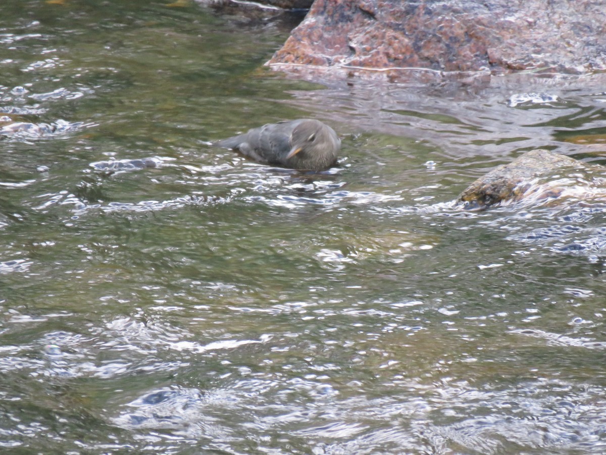 American Dipper - ML640394853