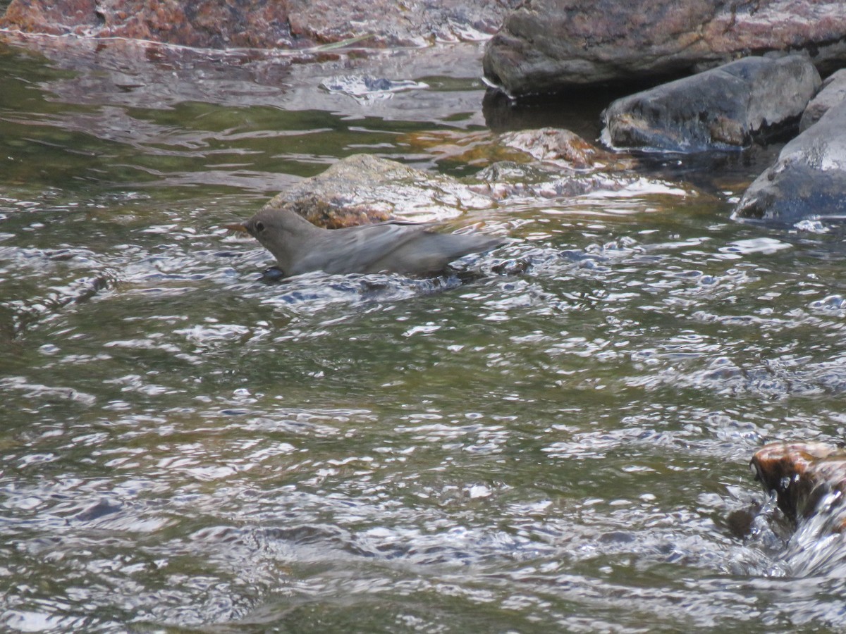 American Dipper - ML640394855