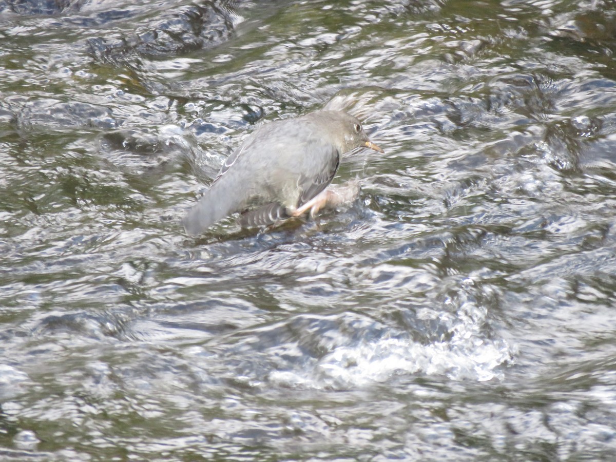 American Dipper - ML640394856