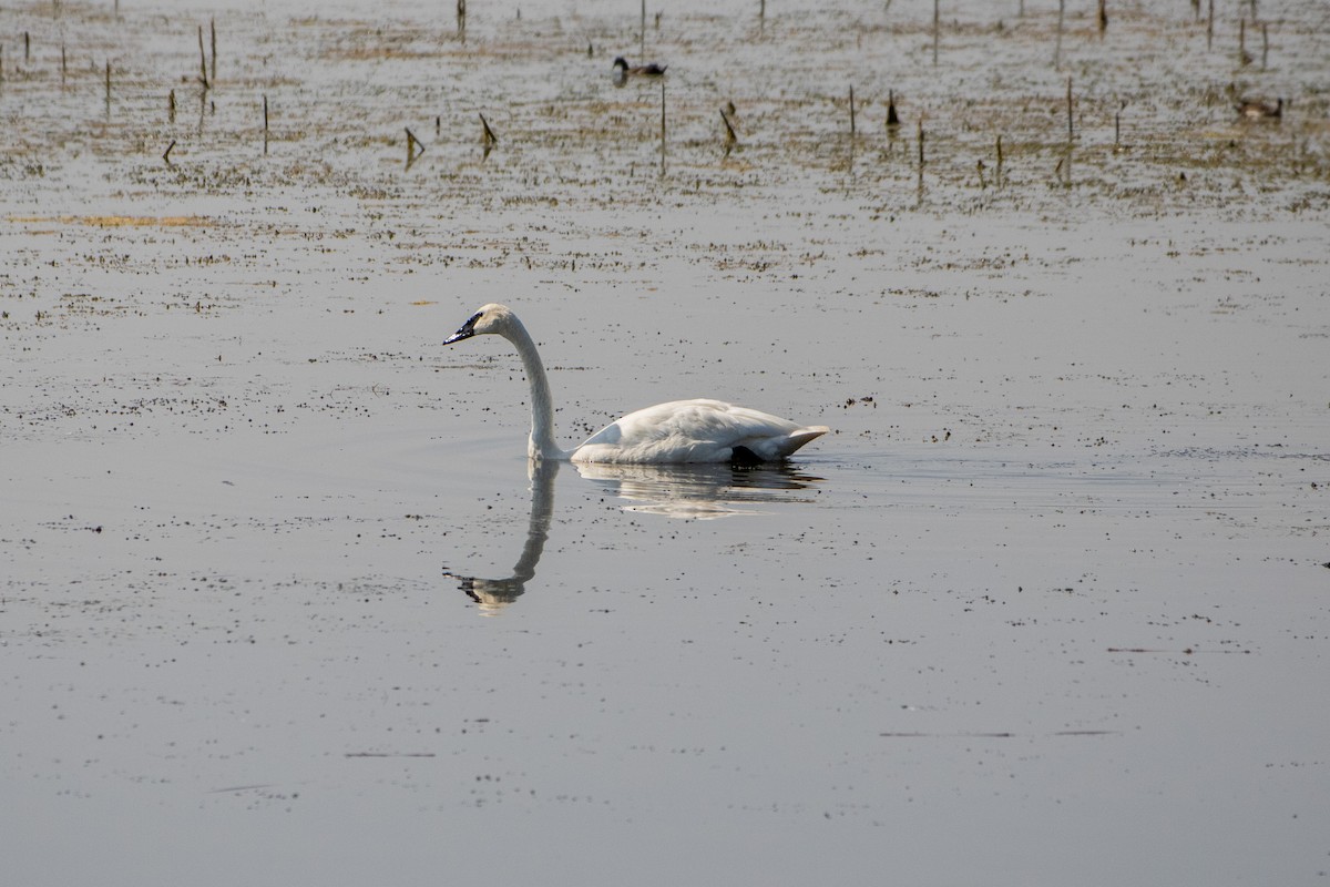 Trumpeter Swan - ML640394868