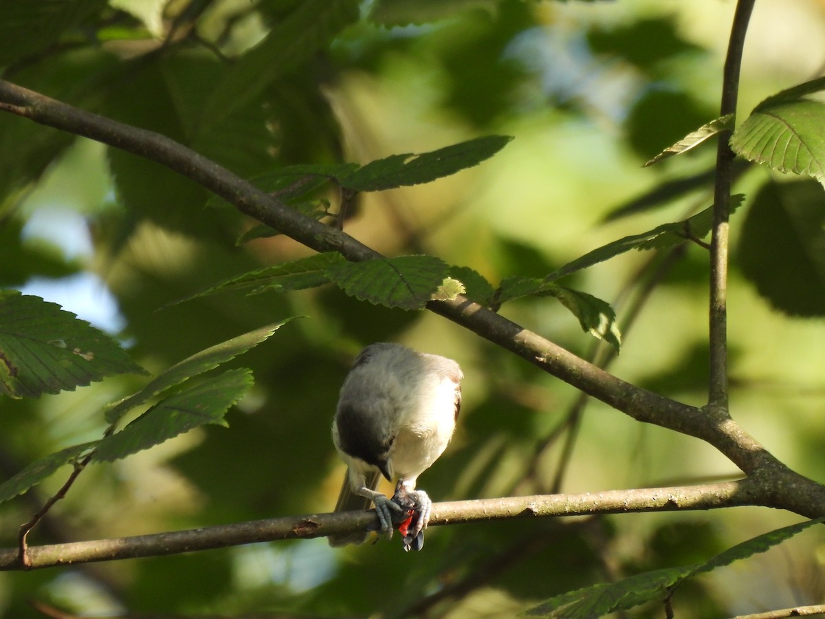 Tufted Titmouse - ML640394925