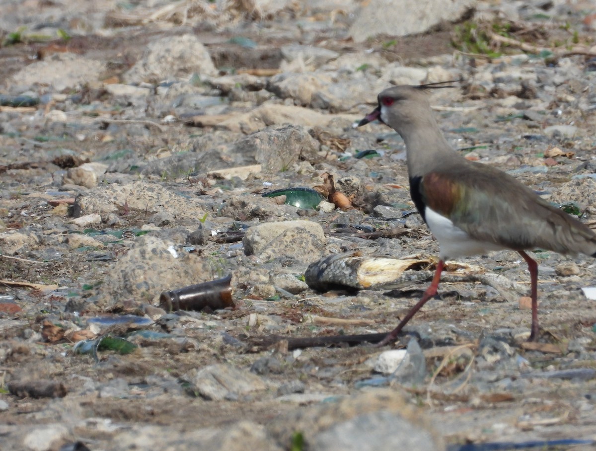 Southern Lapwing - ML640394933