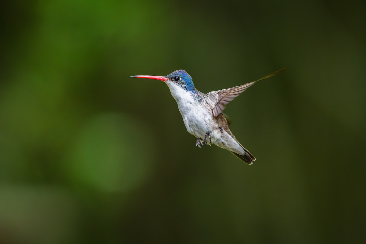 Violet-crowned Hummingbird - ML640394947
