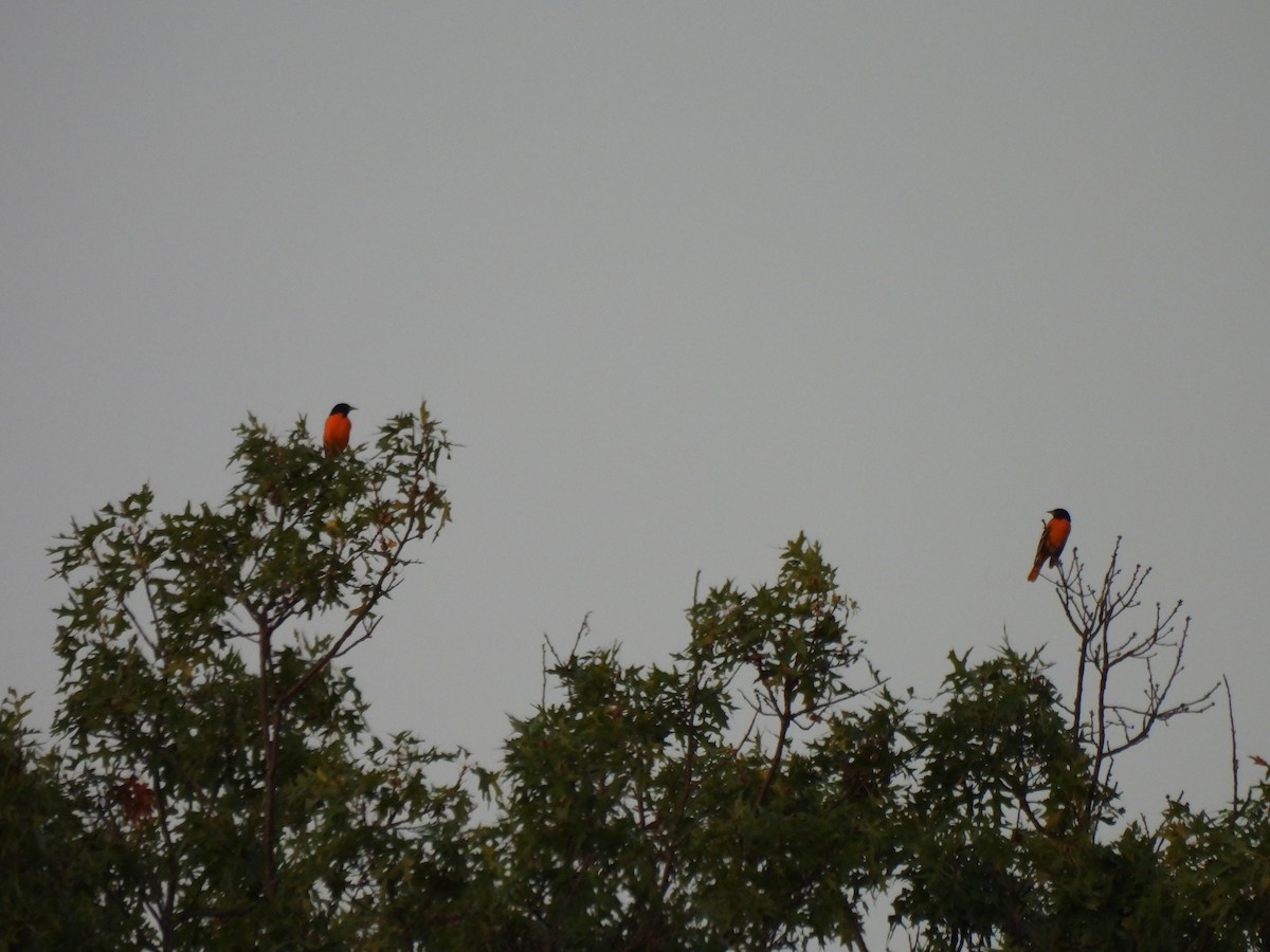Baltimore Oriole - ML640394972