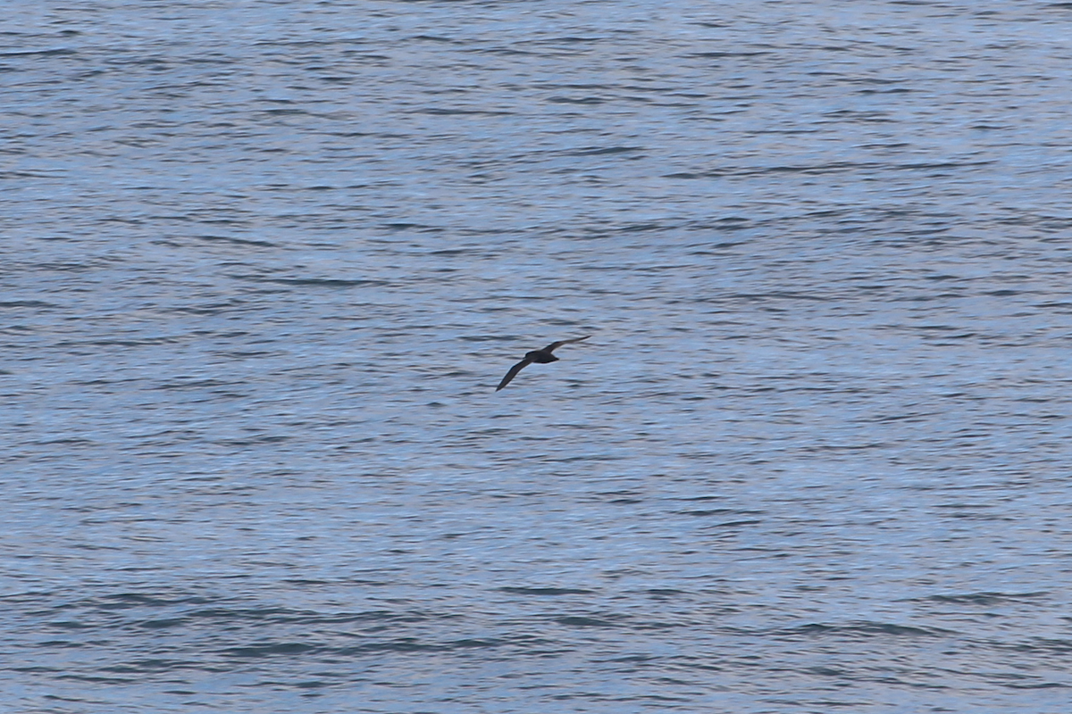 Sooty Shearwater - ML640394975