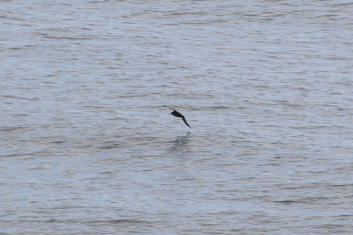 Sooty Shearwater - ML640394976