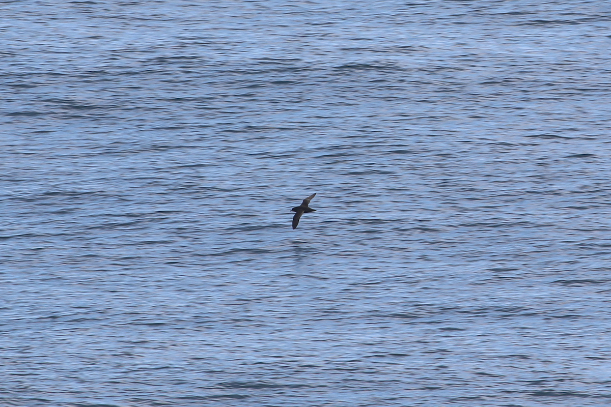 Sooty Shearwater - ML640394977