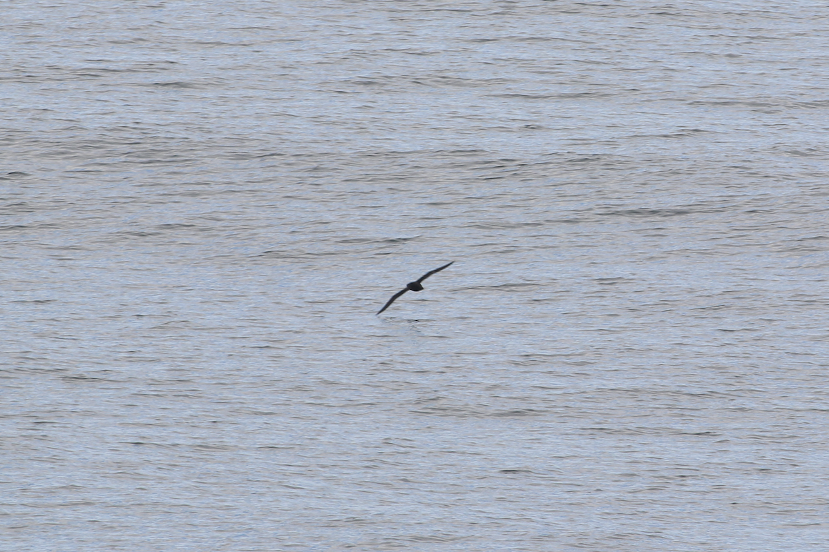 Sooty Shearwater - ML640394979