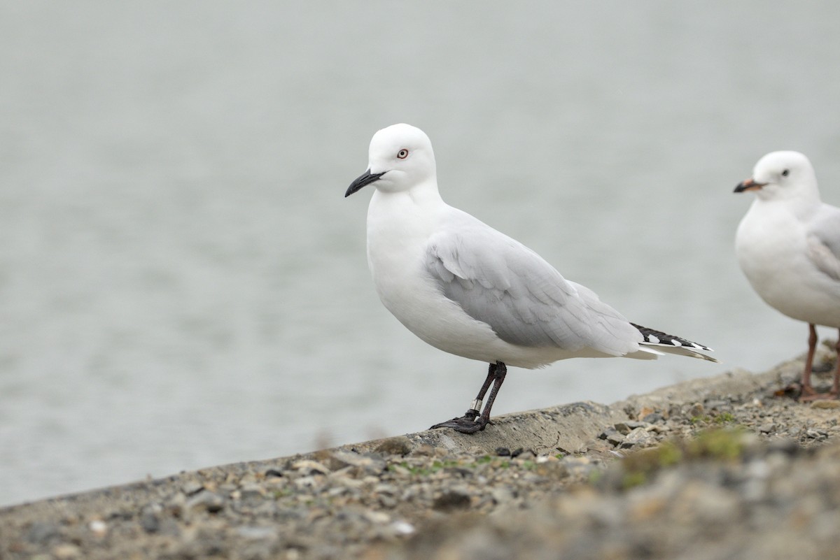 Black-billed Gull - ML640394989