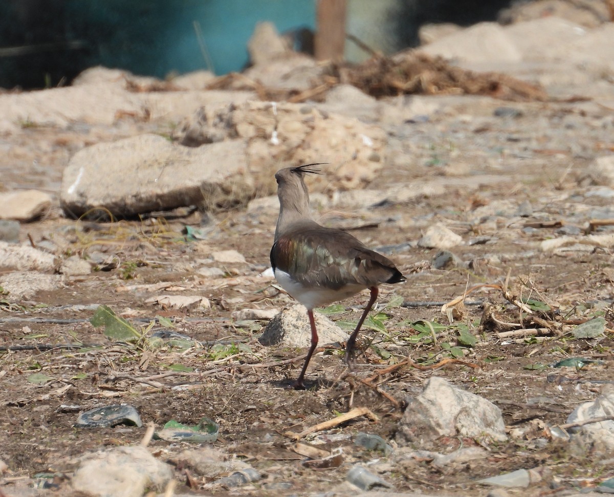 Southern Lapwing - ML640395059
