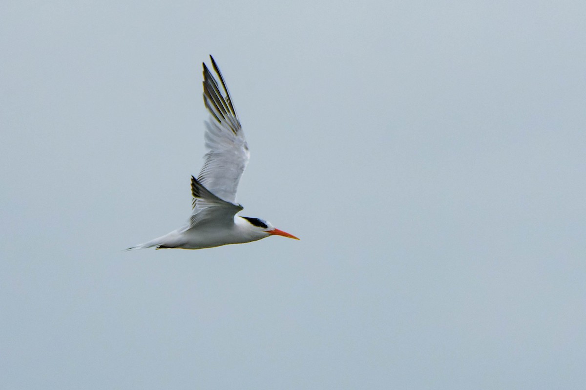 Elegant Tern - ML640395070