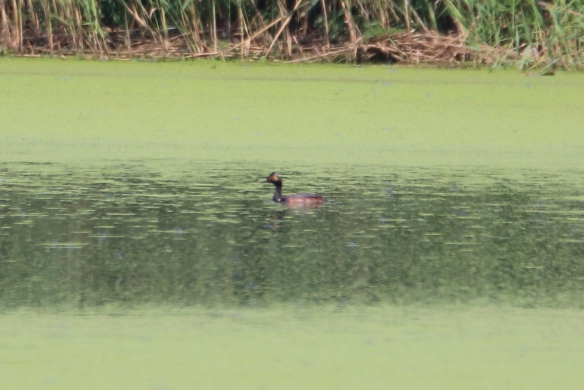 Schwarzhalstaucher - ML640395145