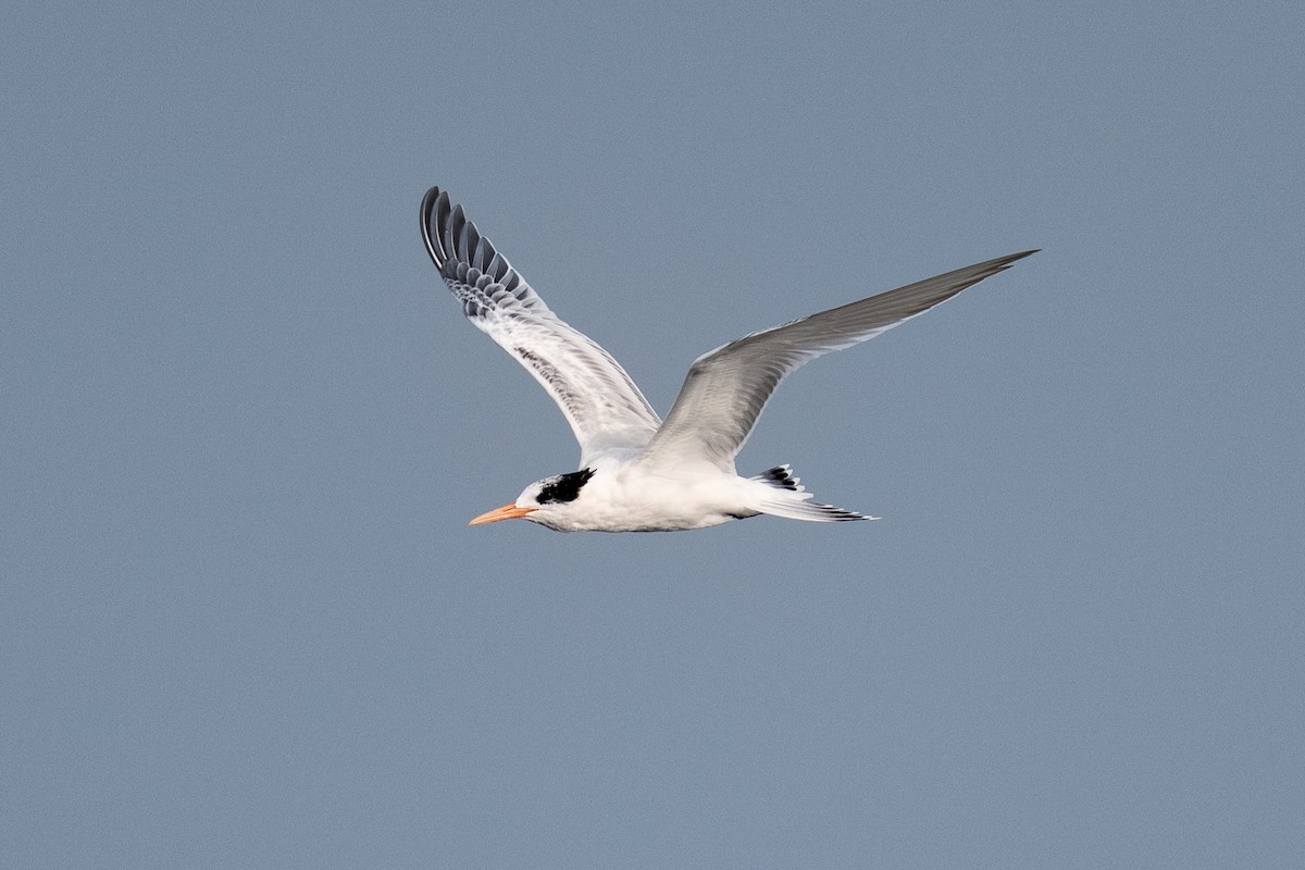 Elegant Tern - ML640395184