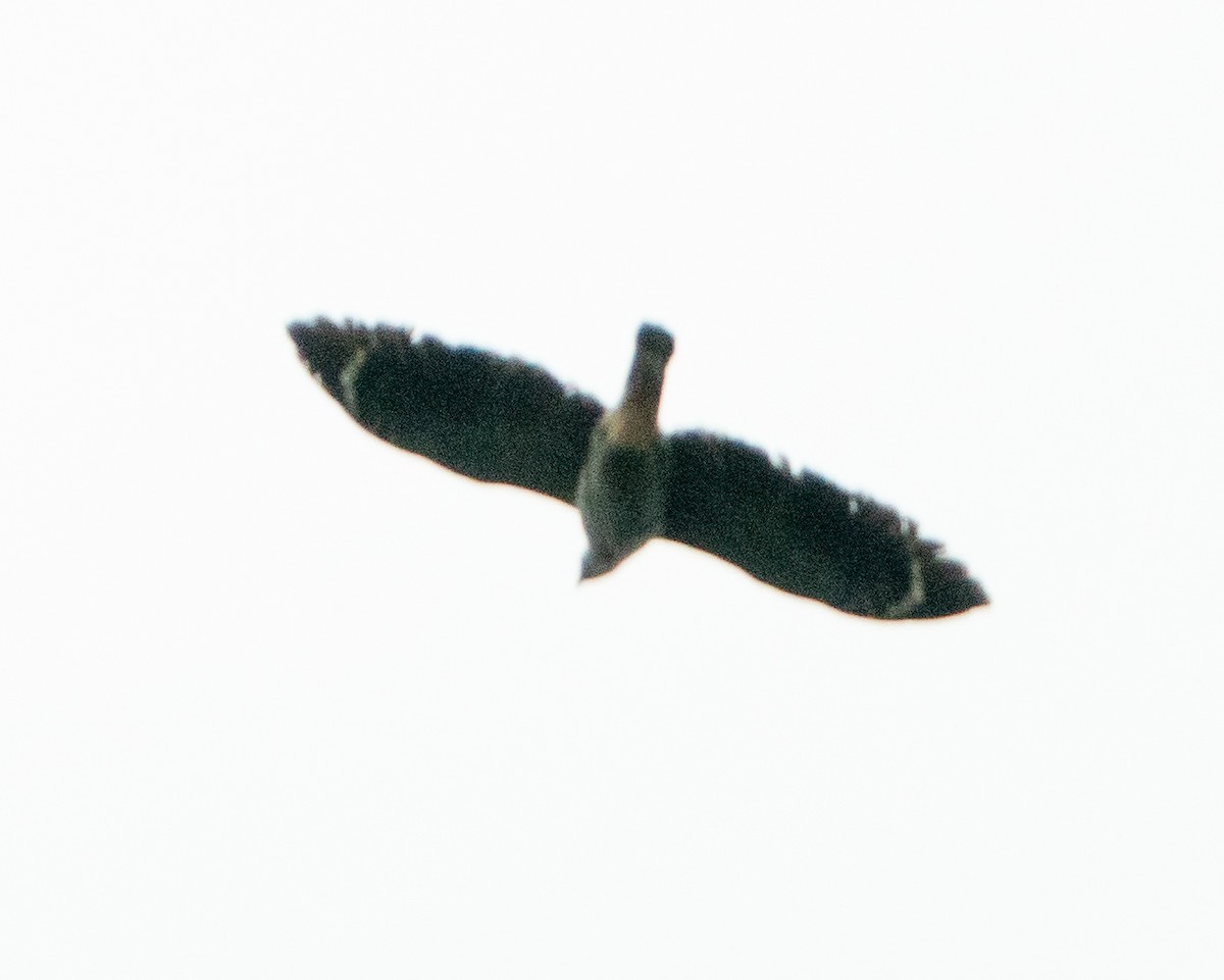 Crane Hawk - ML640395198