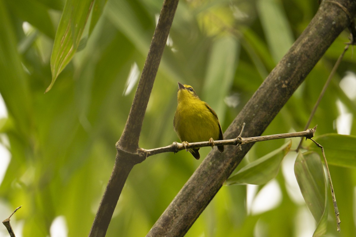 Cuzco Warbler - ML640395200