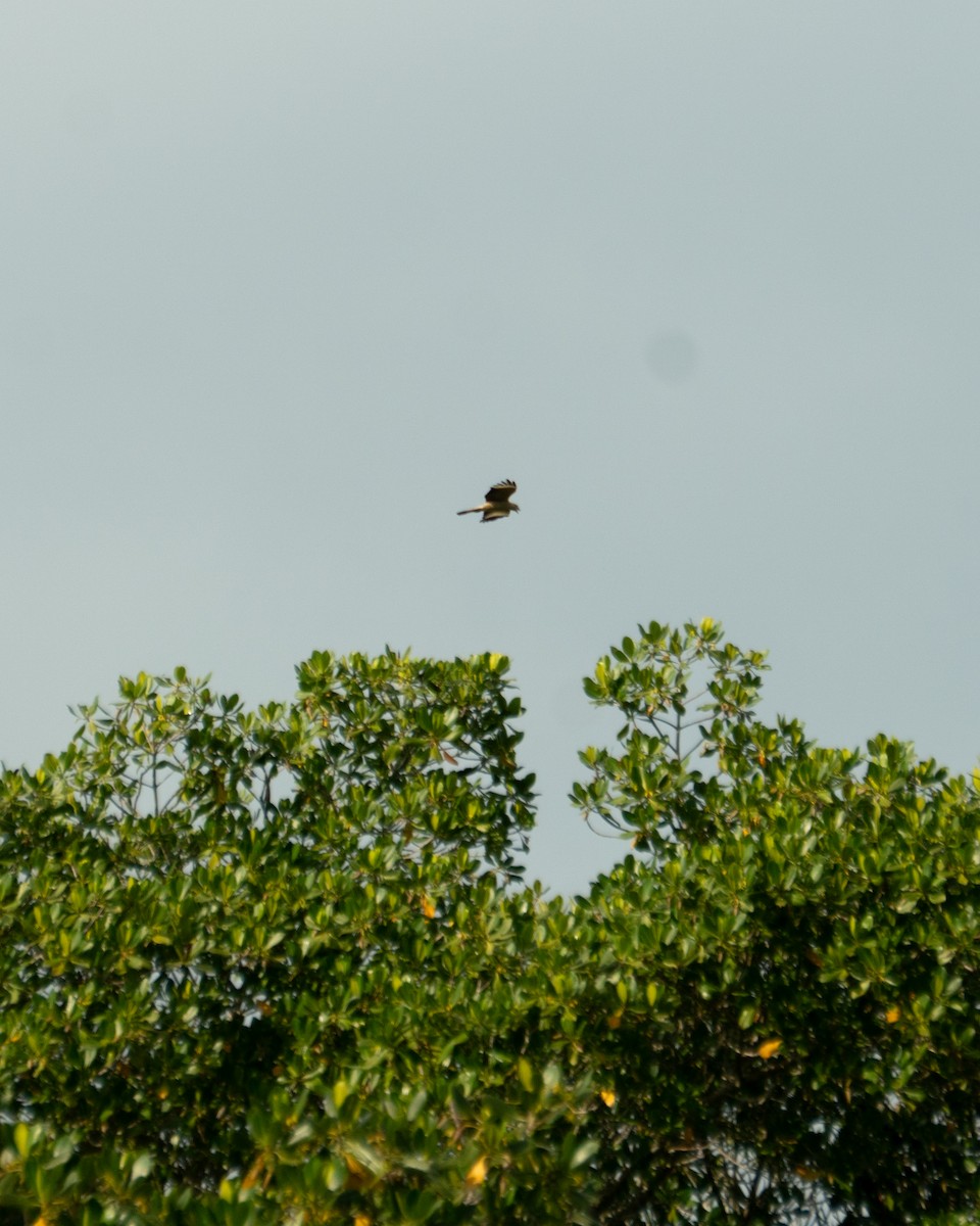 Yellow-headed Caracara - ML640395213