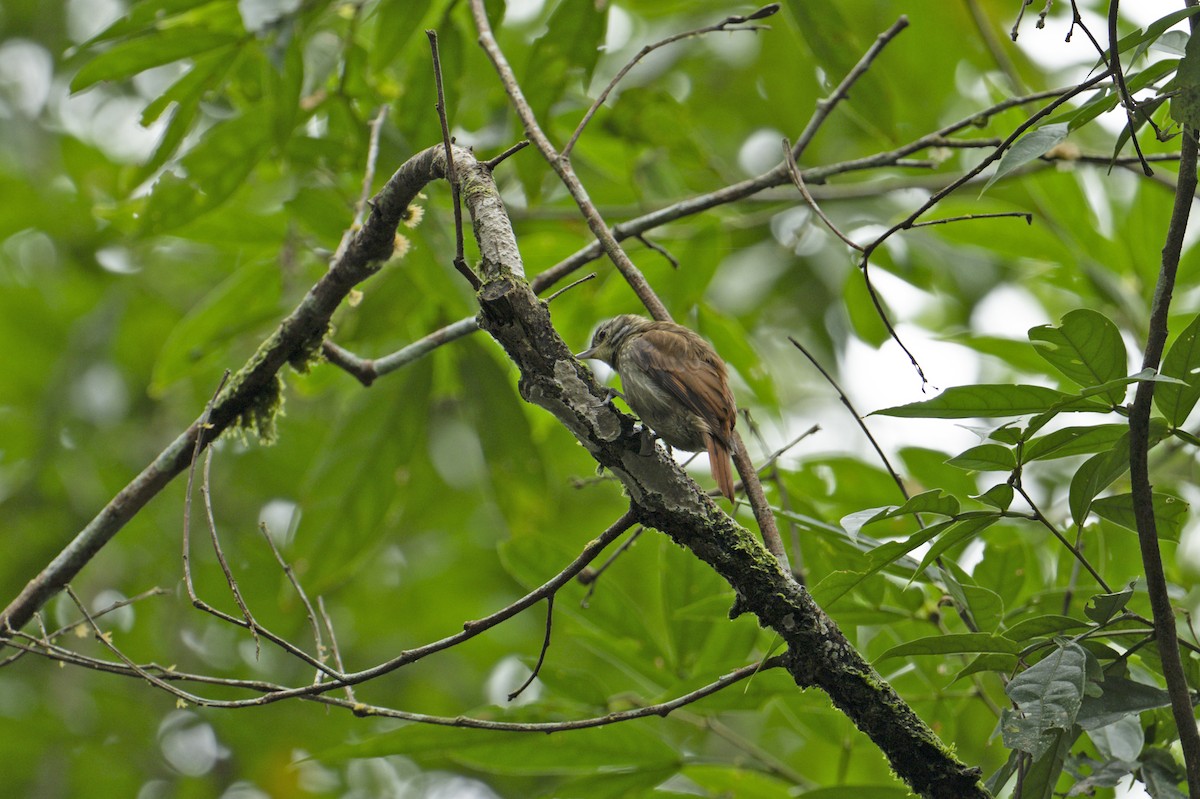 Slender-billed Xenops - ML640395230
