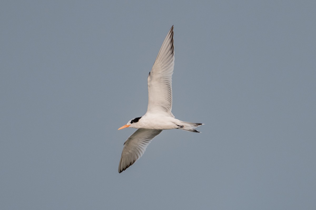 Elegant Tern - ML640395270