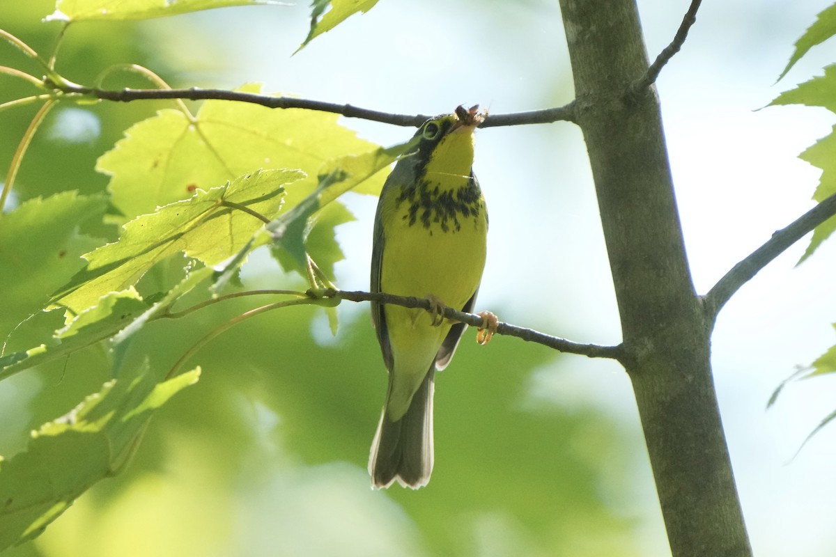 Canada Warbler - ML640395273