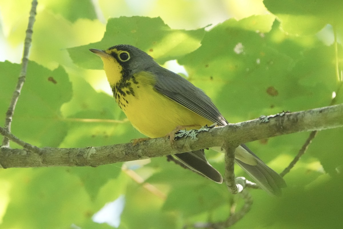 Canada Warbler - ML640395274