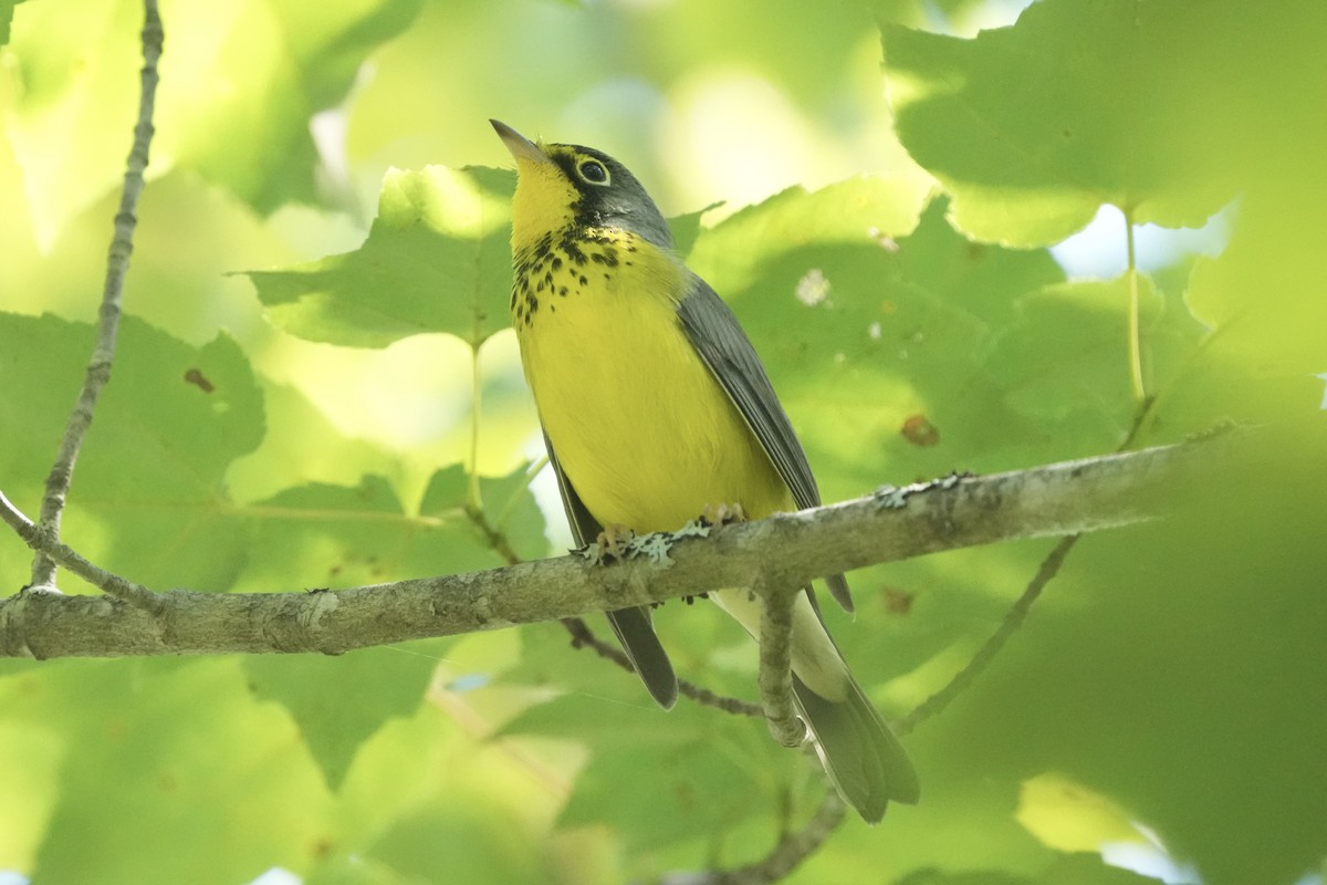Canada Warbler - ML640395275