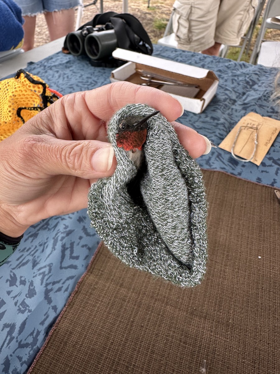 Ruby-throated Hummingbird - ML640395320