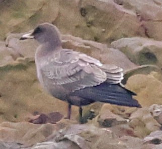 Heermann's Gull - ML640395327