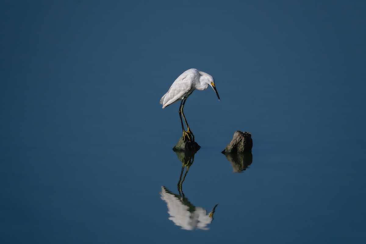 Aigrette neigeuse - ML640395349