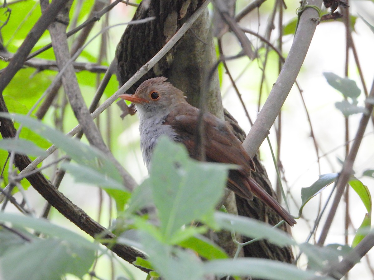 Orange-billed Nightingale-Thrush - ML640395354