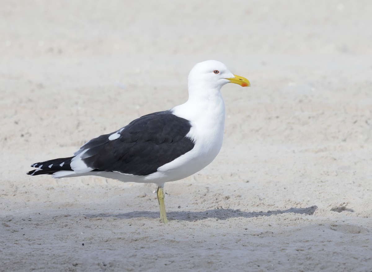 Kelp Gull - ML640395372
