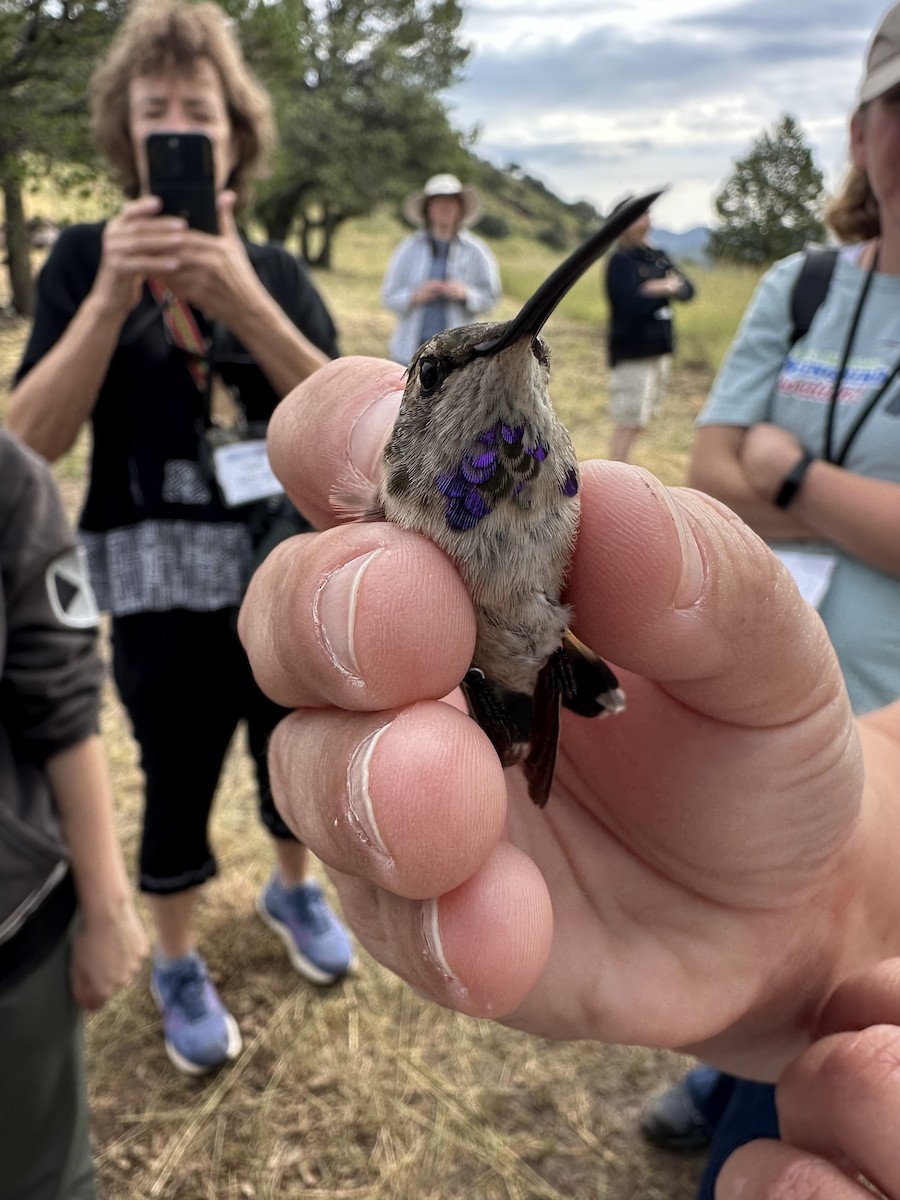 Black-chinned Hummingbird - ML640395376