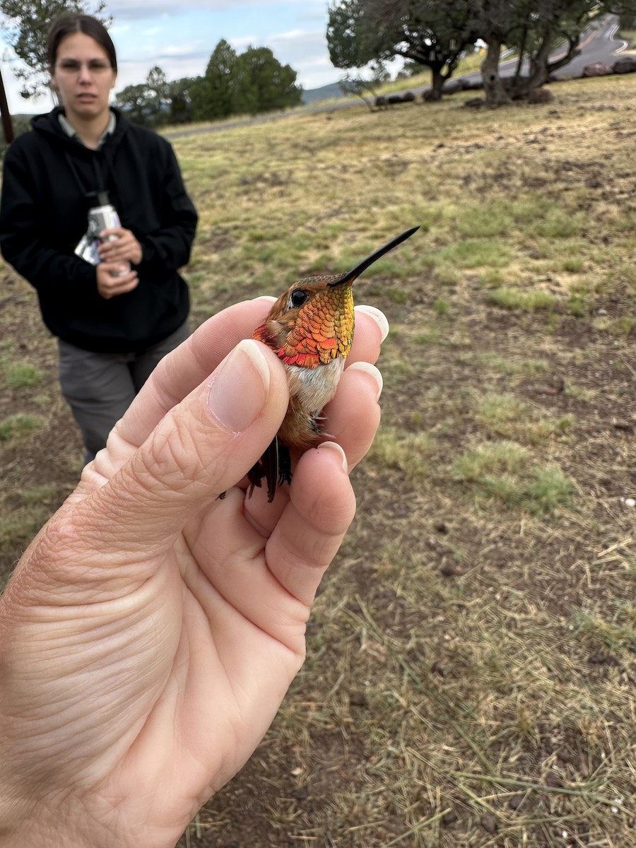 Rufous Hummingbird - ML640395377