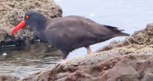 Black Oystercatcher - ML640395402