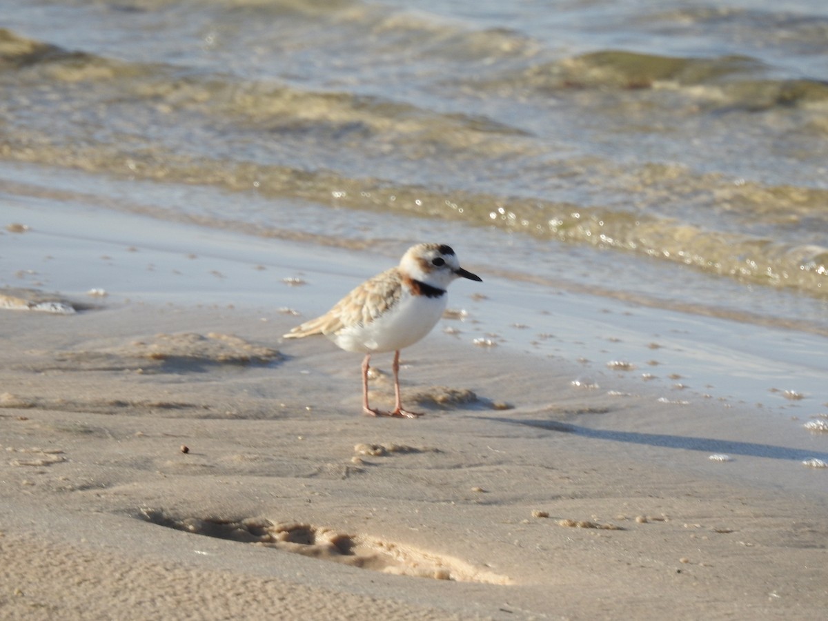 Collared Plover - ML640395420