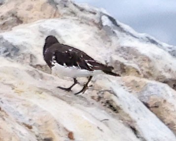 Black Turnstone - ML640395427