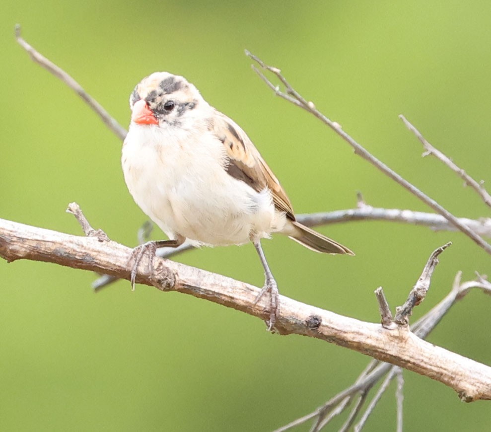 Pin-tailed Whydah - ML640395468