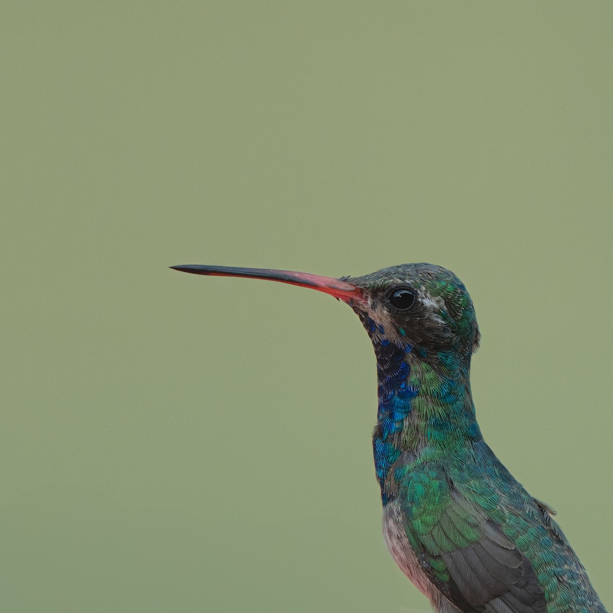 kolibřík širokozobý - ML640395497