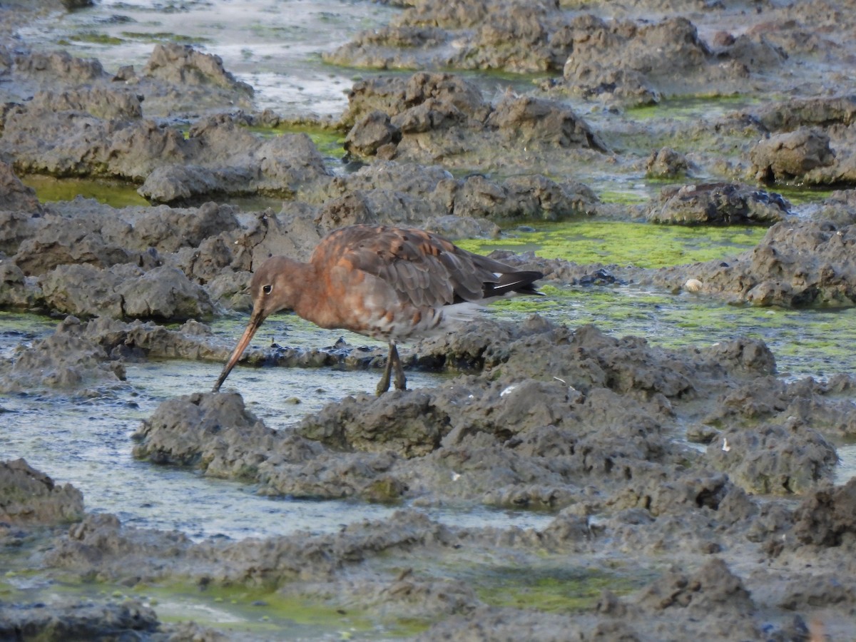 Black-tailed Godwit - ML640395533