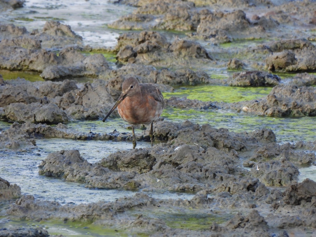 Black-tailed Godwit - ML640395534