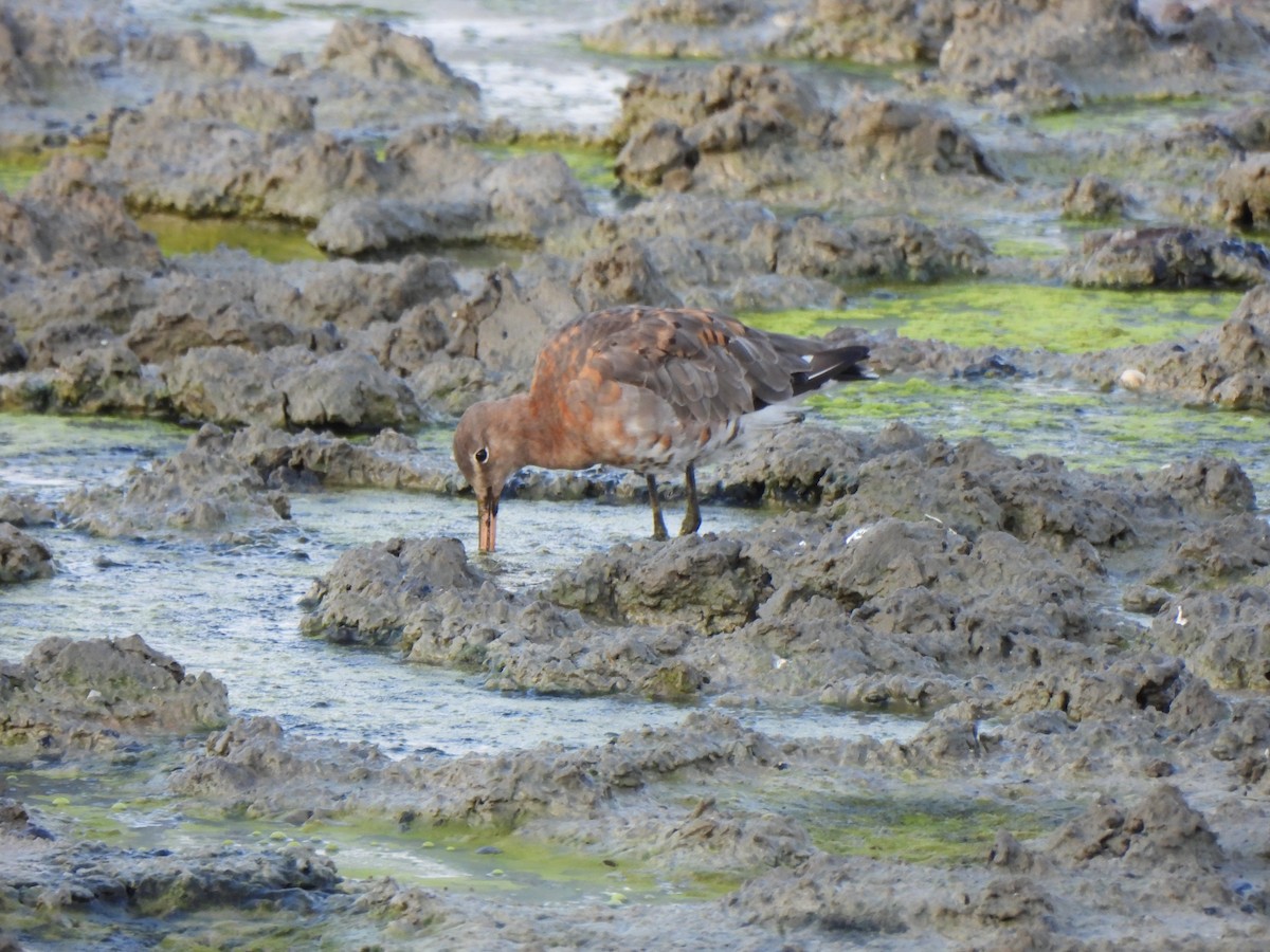 Black-tailed Godwit - ML640395535