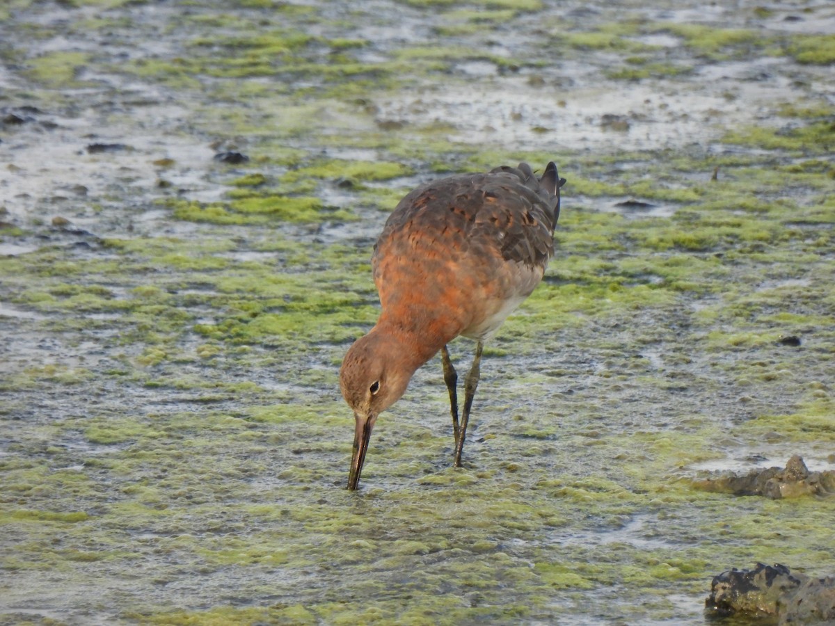Black-tailed Godwit - ML640395536