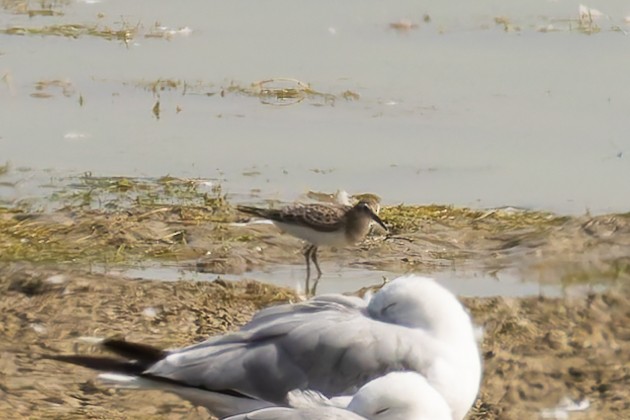 Bécasseau à poitrine cendrée - ML640395582